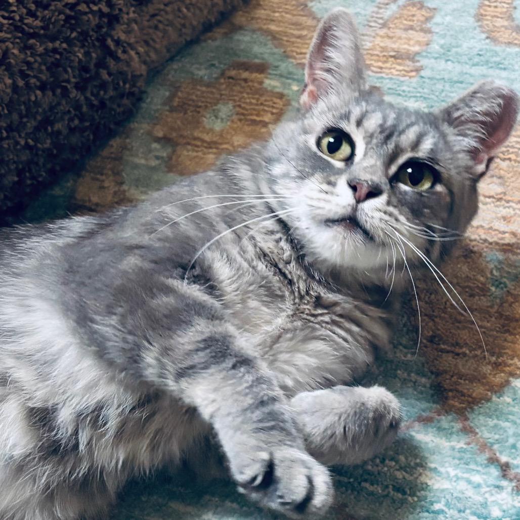 Sally (26-1985), Adoptable, Adult Female Domestic Short Hair.
