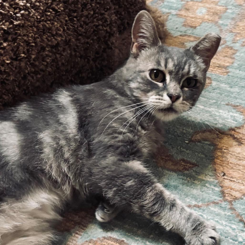 Enlarge Sally (26-1985), a Adoptable Domestic Short Hair in Gordonsville, TN image 2/6