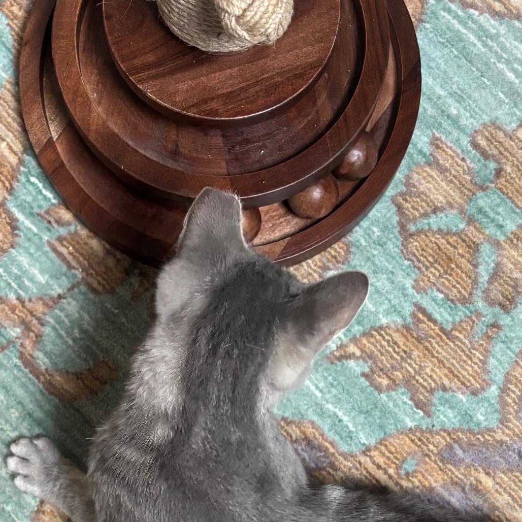 Enlarge Sally (26-1985), a Adoptable Domestic Short Hair in Gordonsville, TN image 3/6