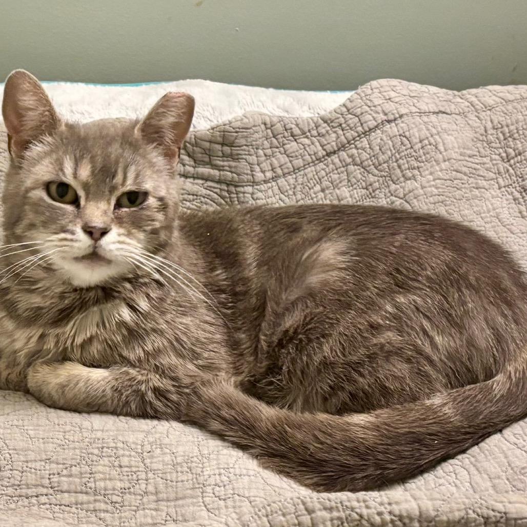 Sally (26-1985), a Adoptable Domestic Short Hair in Gordonsville, TN image 1/2