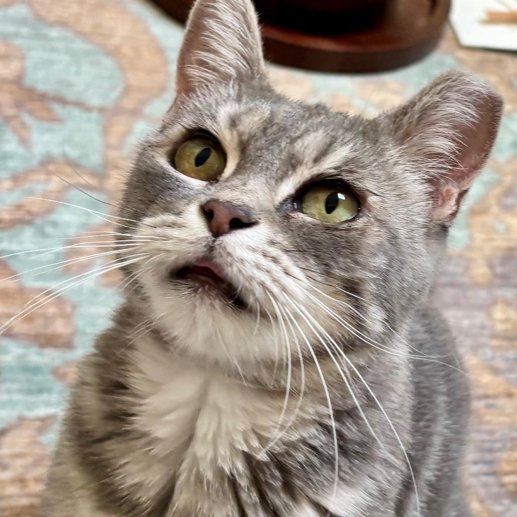 Enlarge Sally (26-1985), a Adoptable Domestic Short Hair in Gordonsville, TN image 5/6