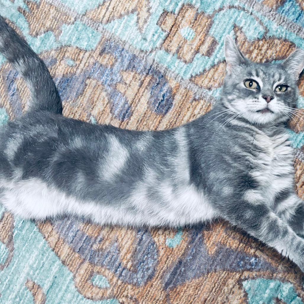 Enlarge Sally (26-1985), a Adoptable Domestic Short Hair in Gordonsville, TN image 6/6