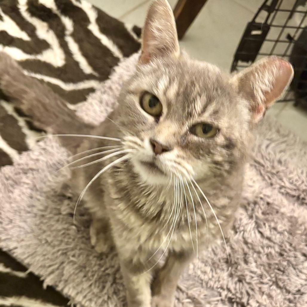Sally (26-1985), a Adoptable Domestic Short Hair in Gordonsville, TN image 2/2
