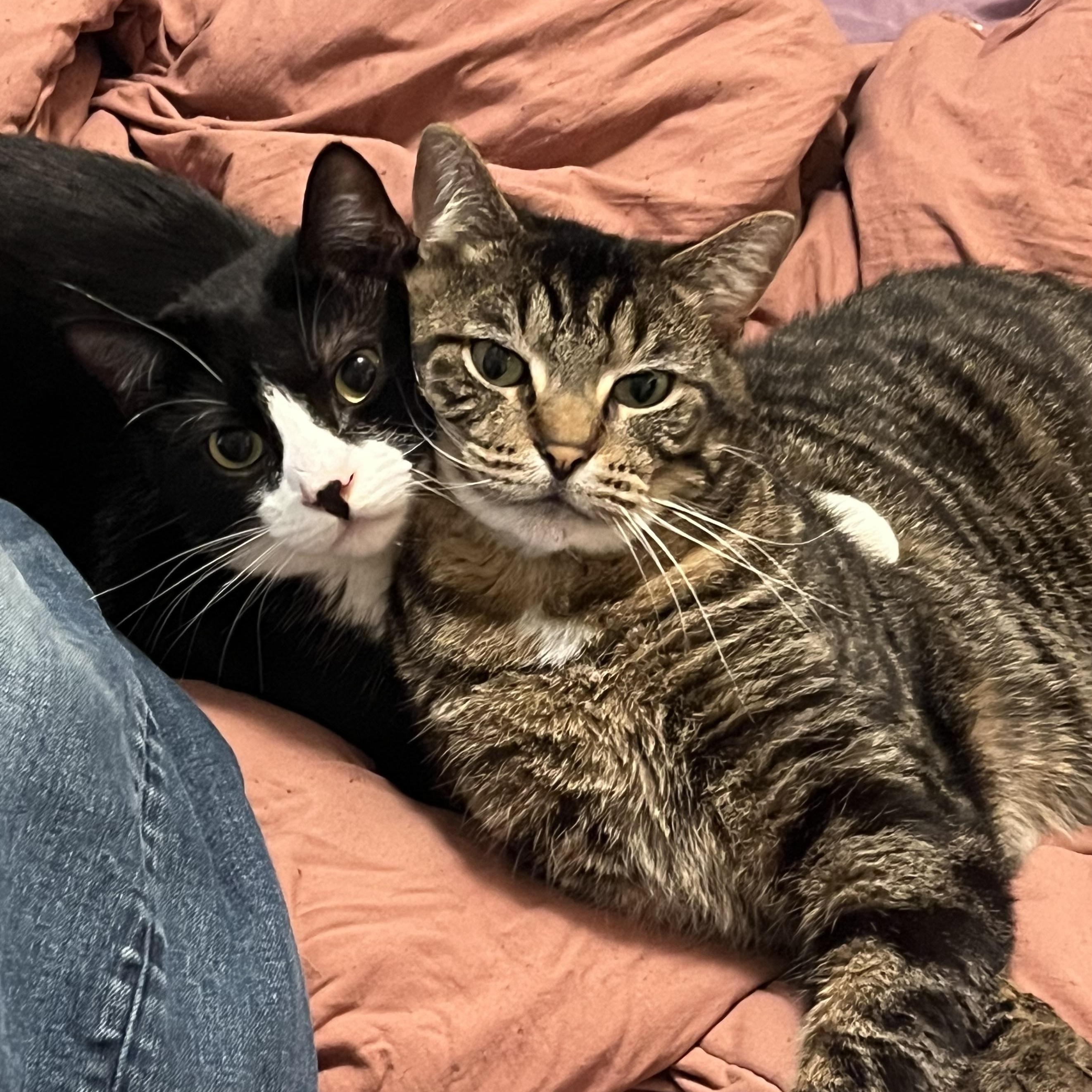Tippy, an adoptable Tabby, Domestic Short Hair in Petersburg, IL, 62675 | Photo Image 4