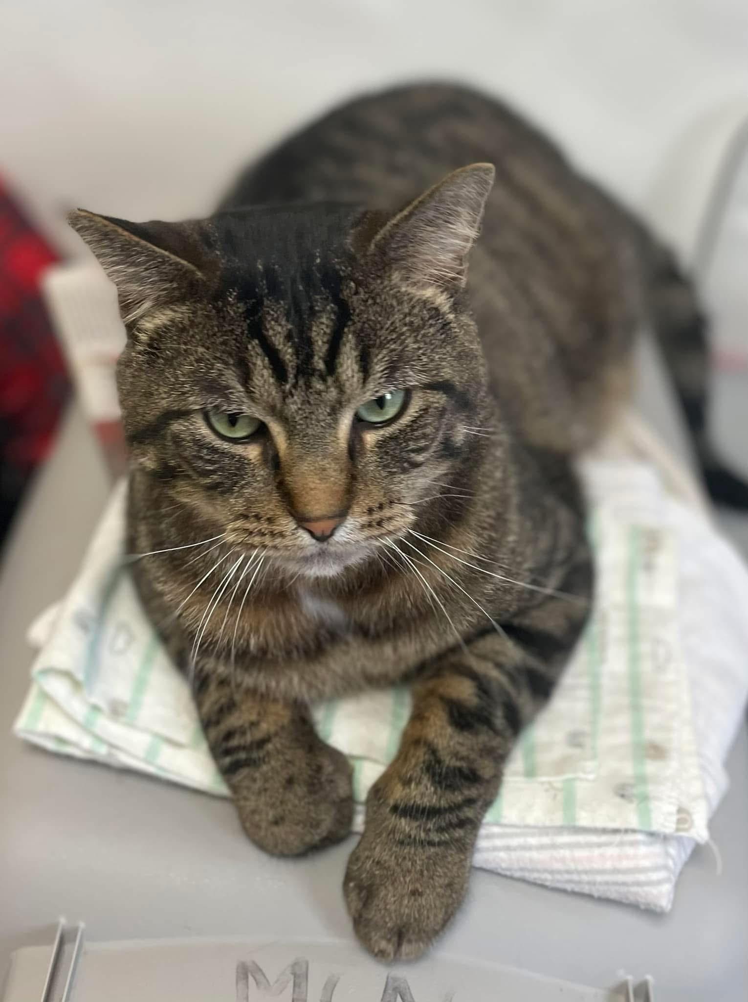 Tippy, an adoptable Tabby, Domestic Short Hair in Petersburg, IL, 62675 | Photo Image 1