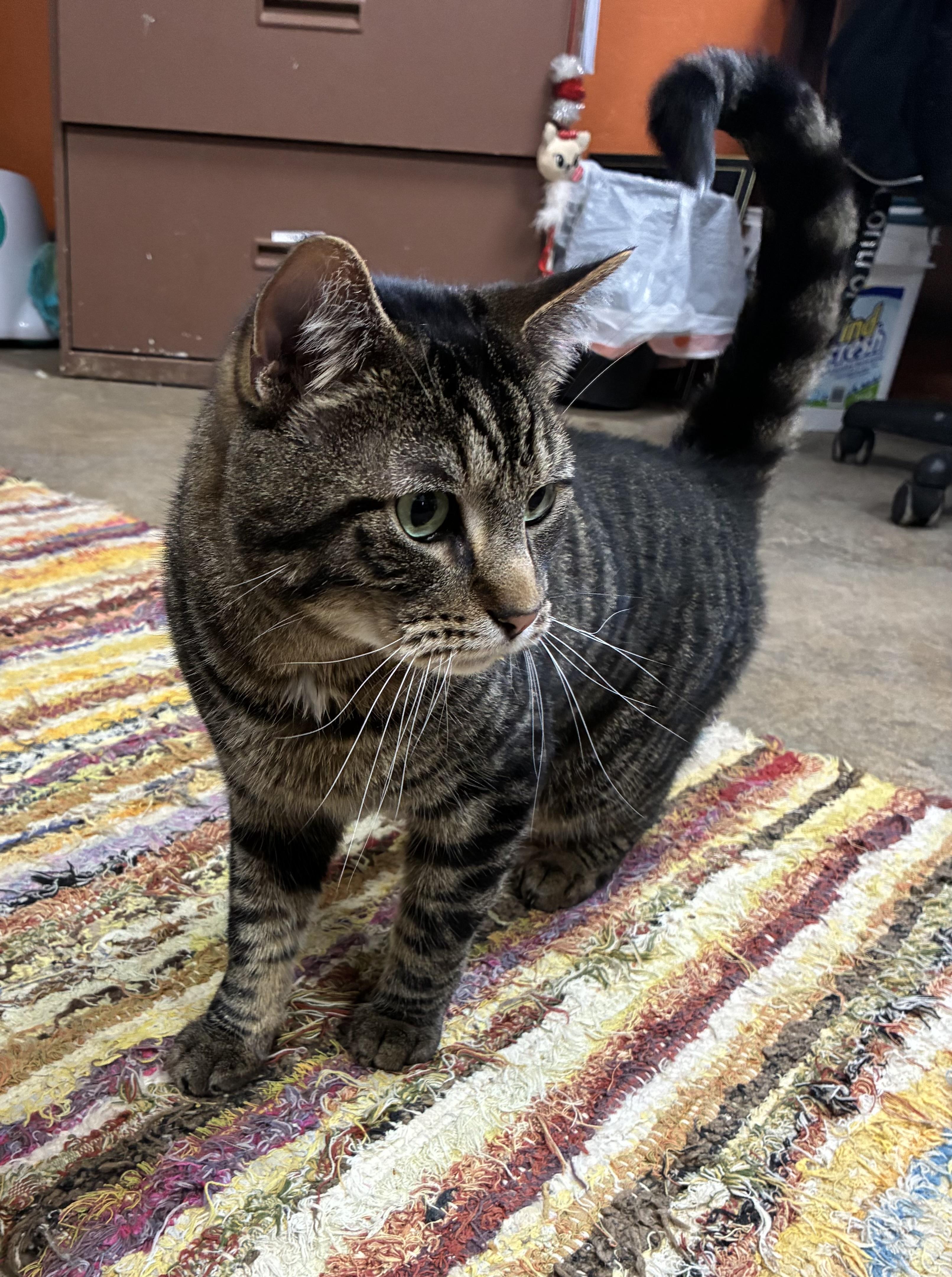 Tippy, an adoptable Tabby, Domestic Short Hair in Petersburg, IL, 62675 | Photo Image 5