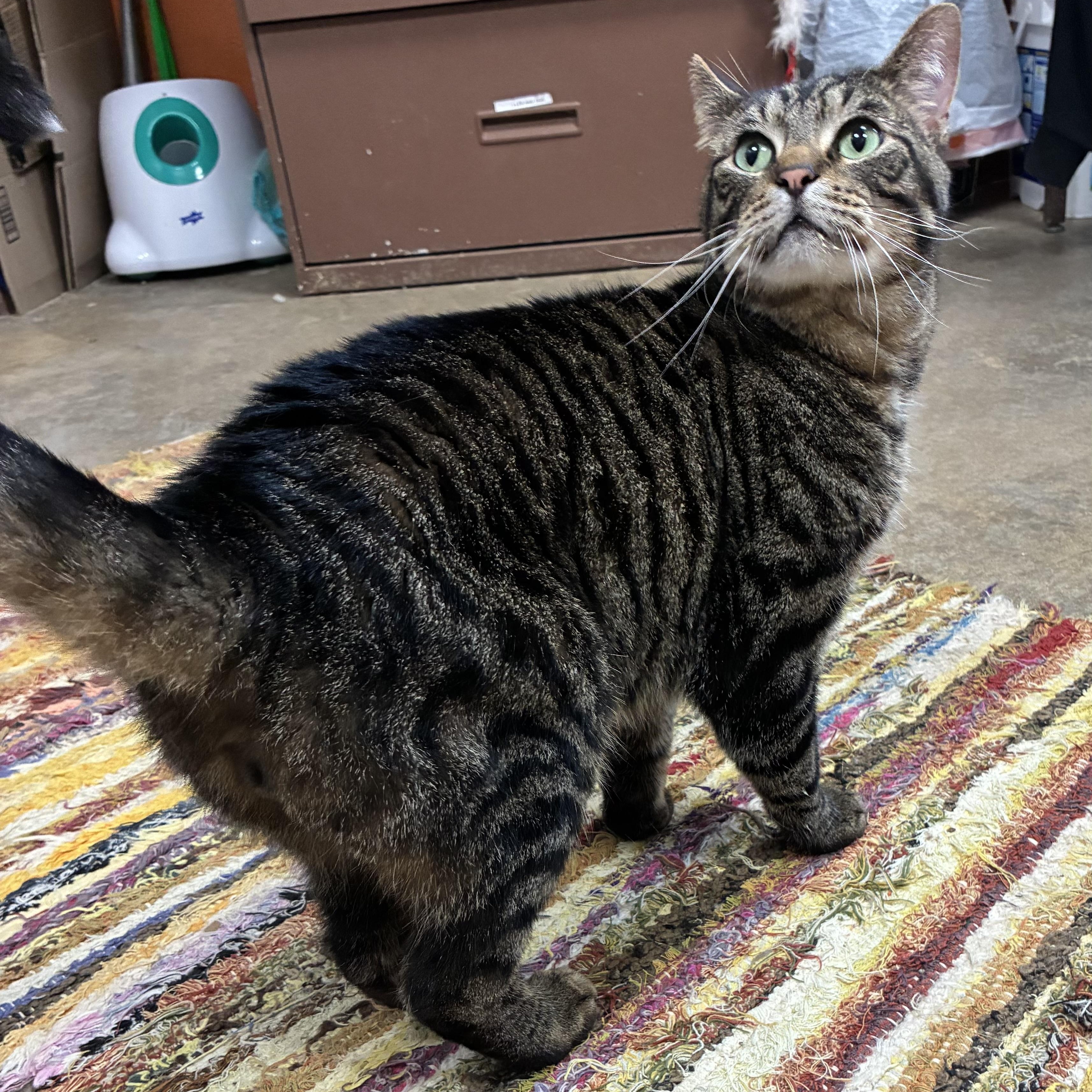 Tippy, an adoptable Tabby, Domestic Short Hair in Petersburg, IL, 62675 | Photo Image 6