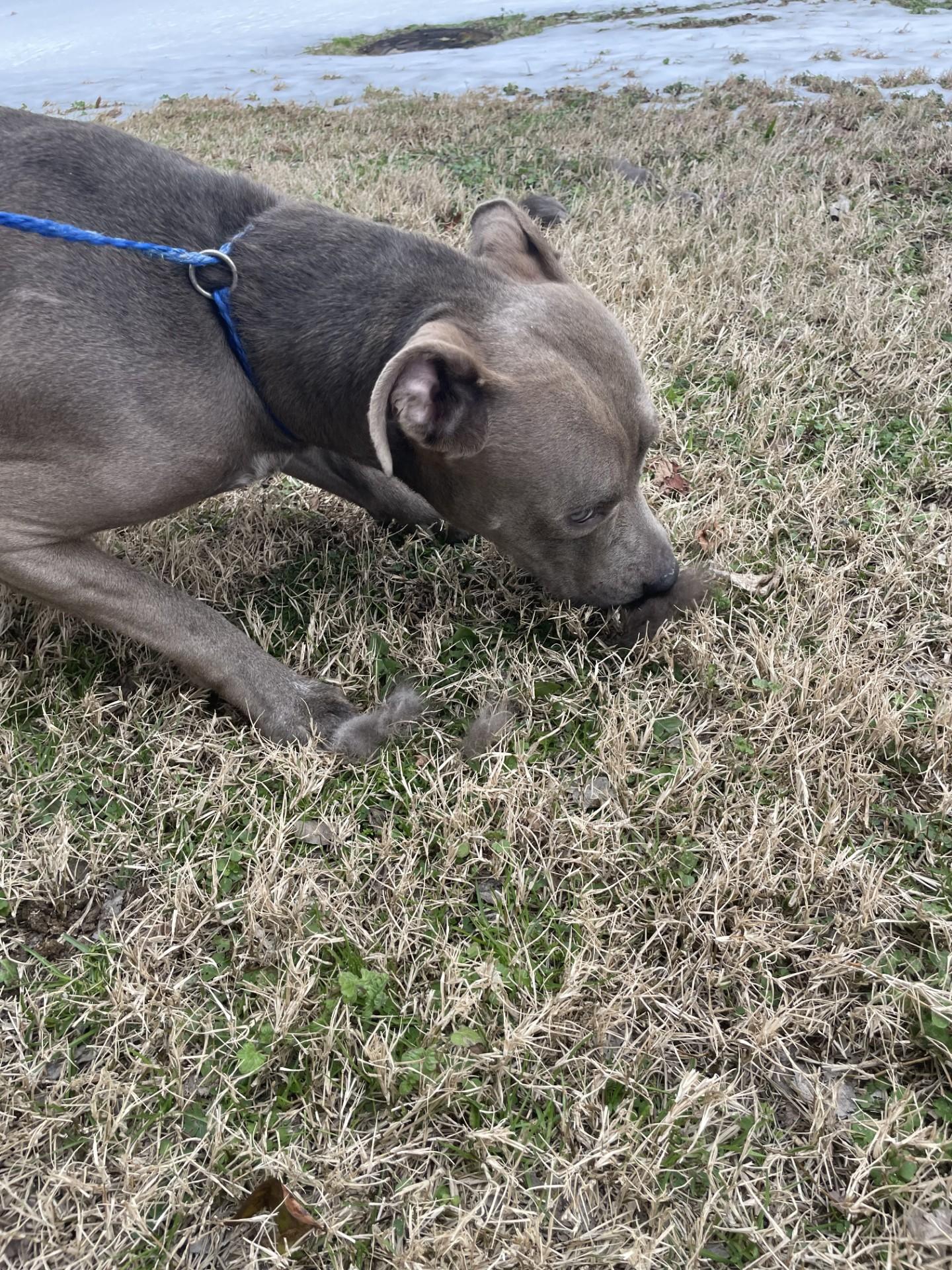 Enlarge Ellie9414T, a ADOPTABLE mixed breed in Rocky Mount, NC image 2/2