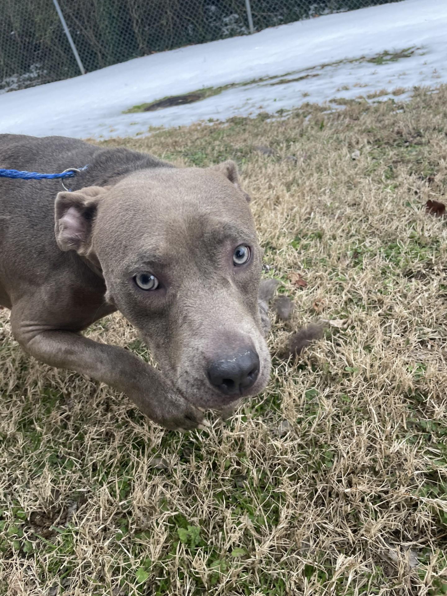 Ellie9414T, ADOPTABLE, Adult Female Pit Bull Terrier.