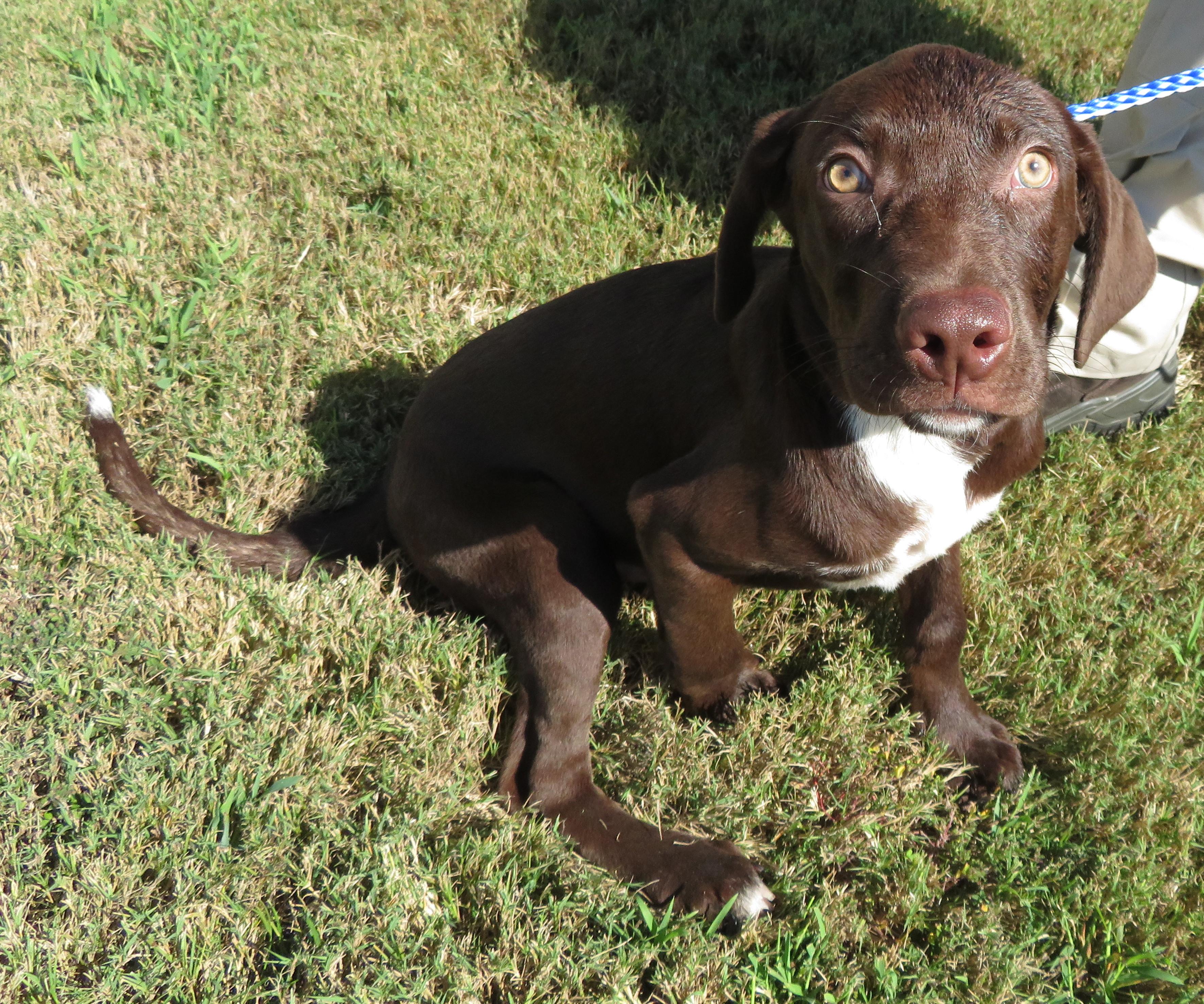 Maverick, a Adoptable mixed breed in Nesbit, MS image 1/2