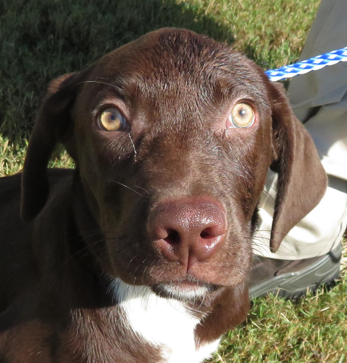 Maverick, Adoptable, Puppy Male Labrador Retriever.