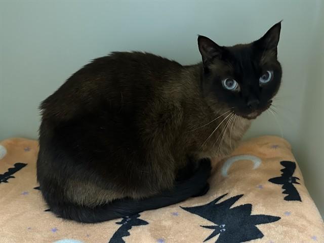 ELWOOD, Adoptable, Adult Male Siamese.