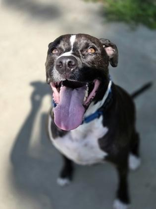Enlarge Linus, a Adopted mixed breed in Nashua, NH image 3/3