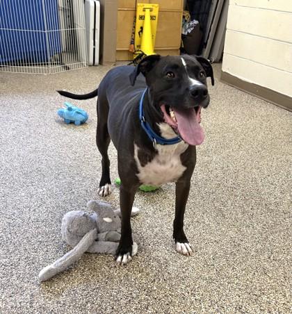 Enlarge Linus, a Adopted mixed breed in Nashua, NH image 2/3