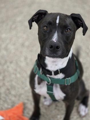 Linus, Adopted, Adult Male Black Labrador Retriever.