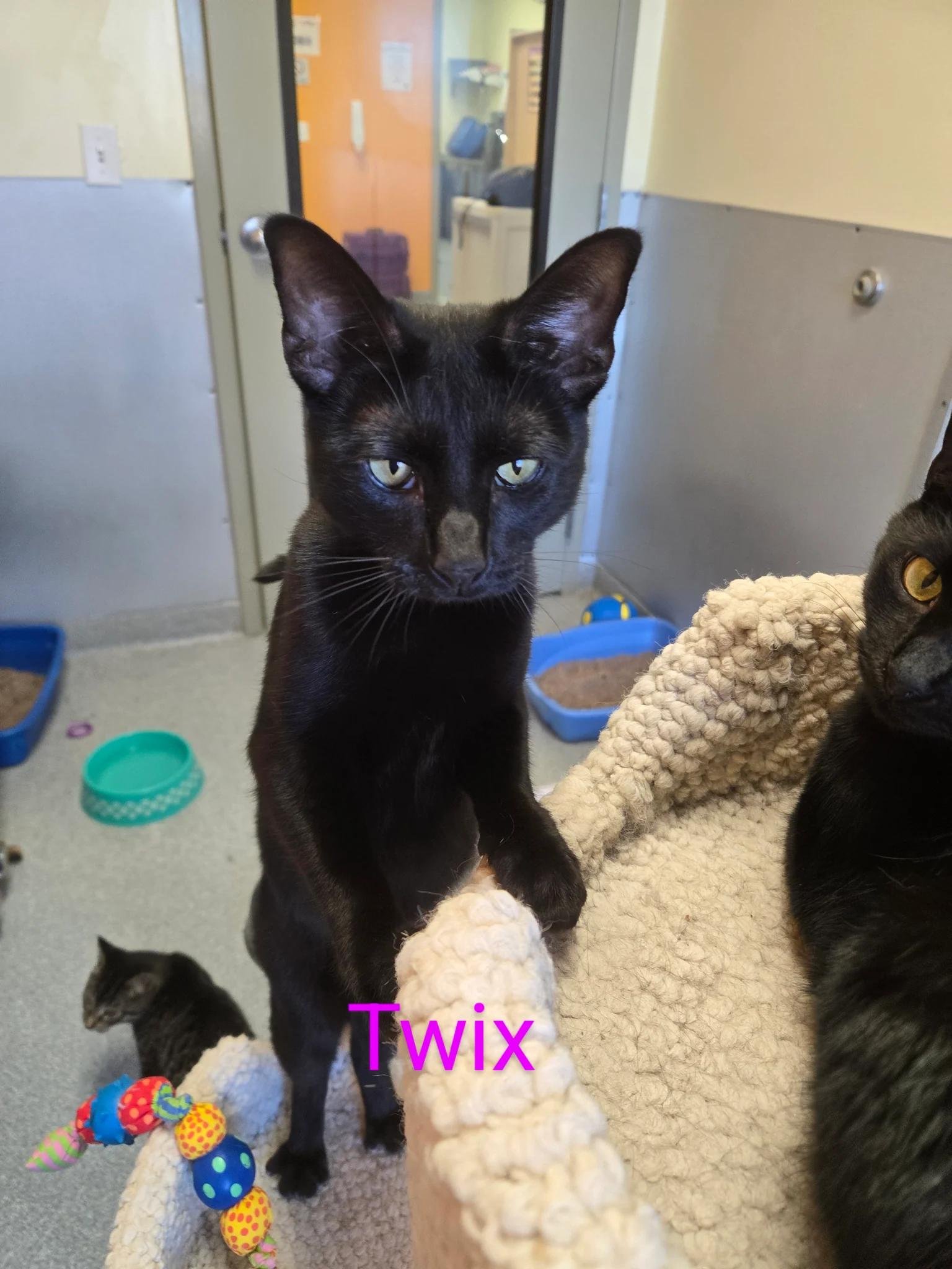 Enlarge Twix, a Adoptable Domestic Short Hair in St. Joseph, MI image 1/1