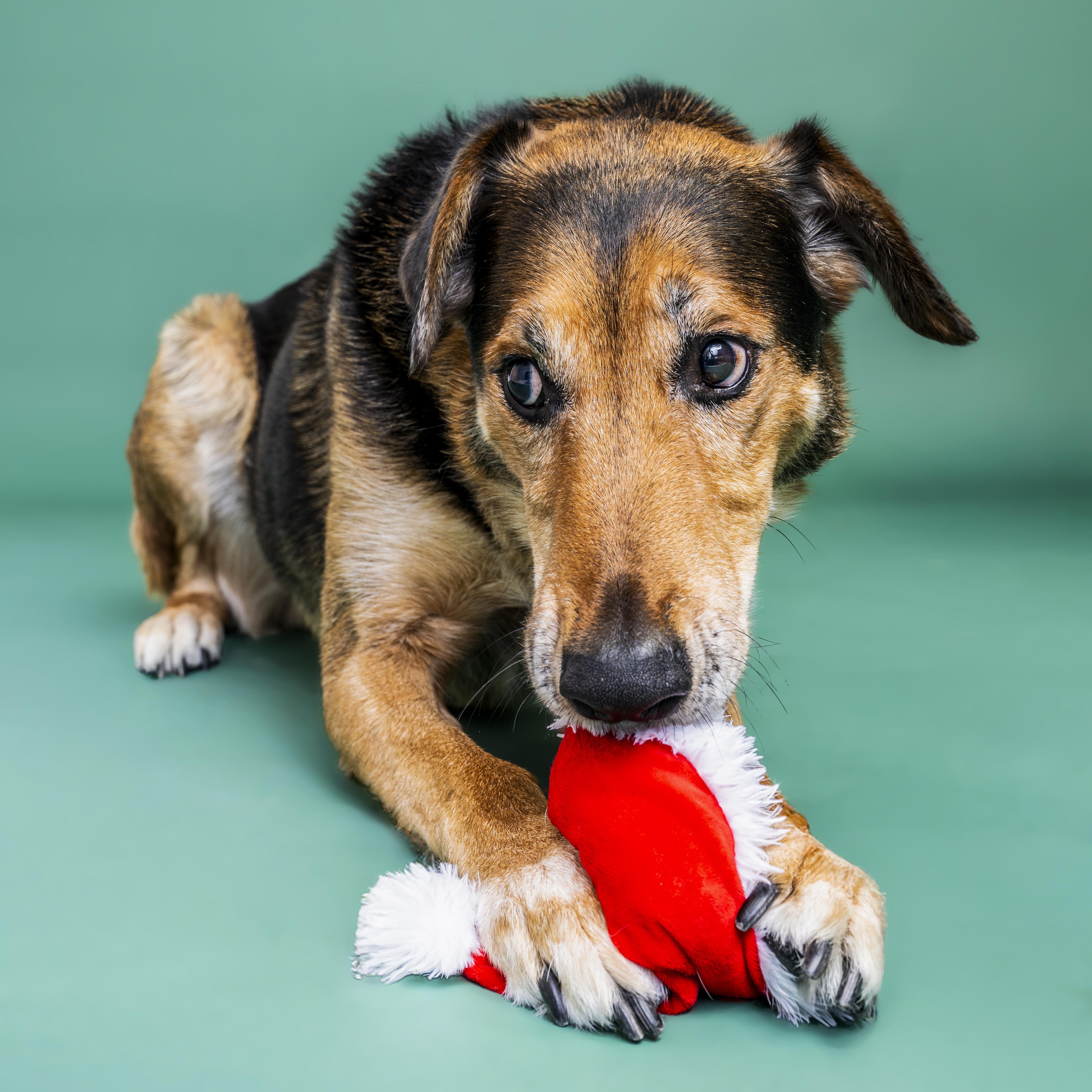 Raleigh, ADOPTABLE, Senior Male Shepherd.