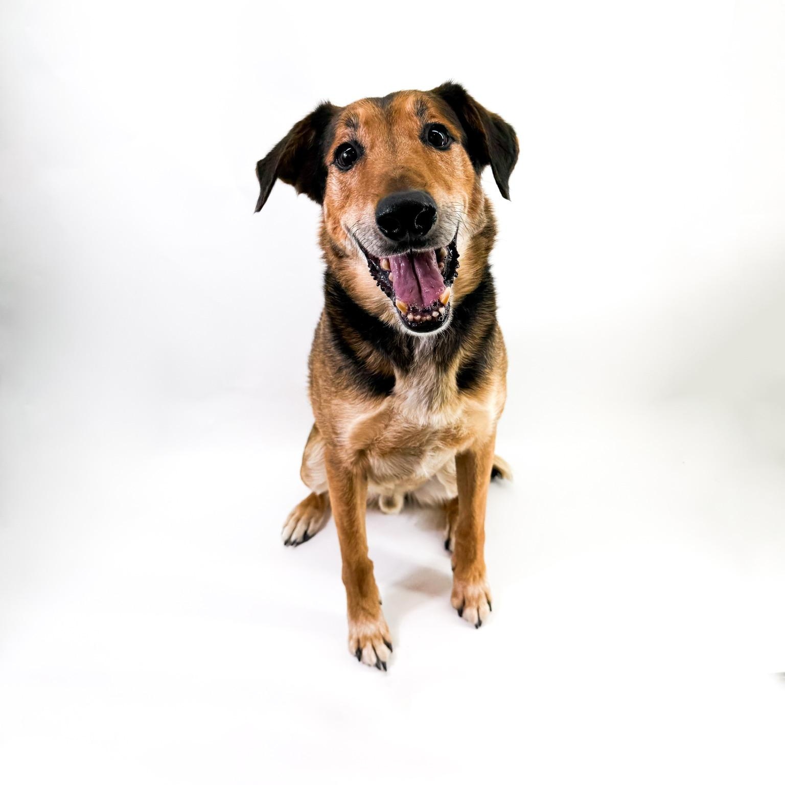 Raleigh, a ADOPTABLE mixed breed in Scottsdale, AZ image 3/5