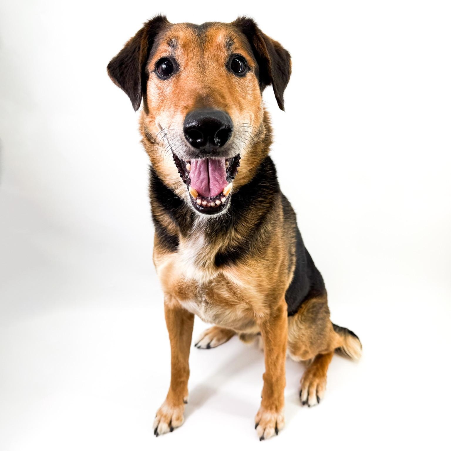 Raleigh, a ADOPTABLE mixed breed in Scottsdale, AZ image 4/5