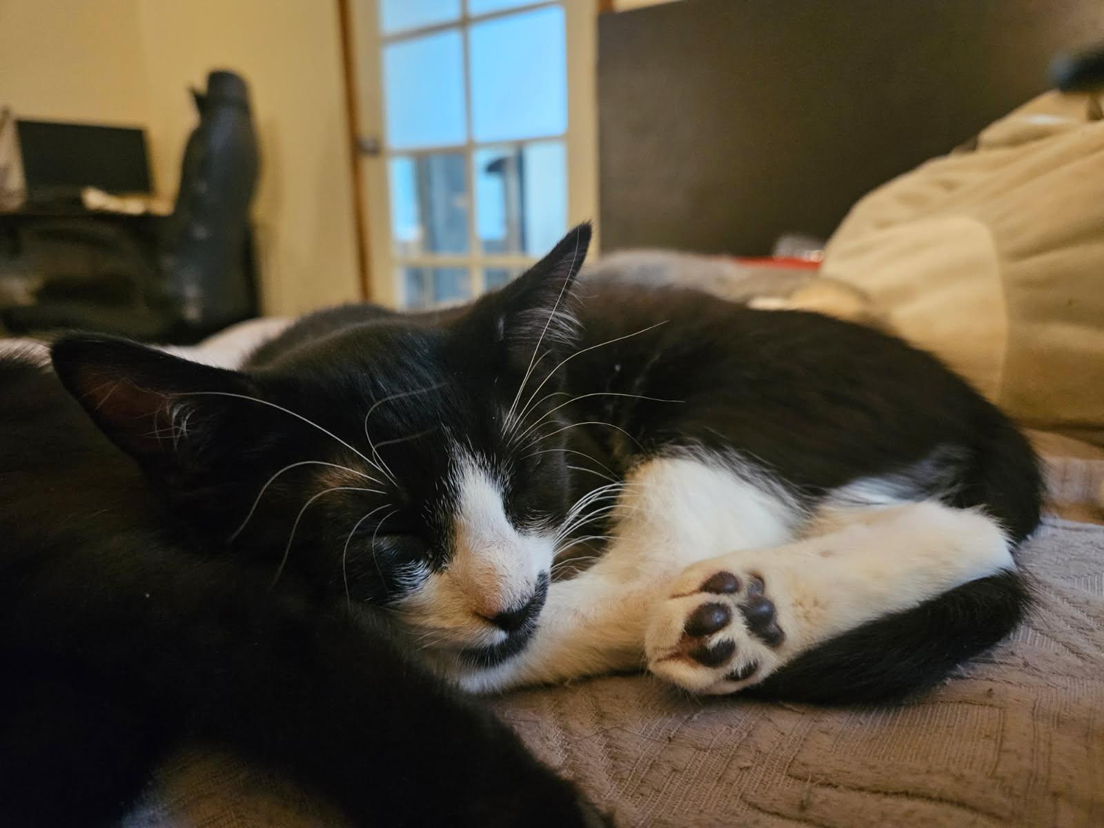 Patterson — thumbnail 2