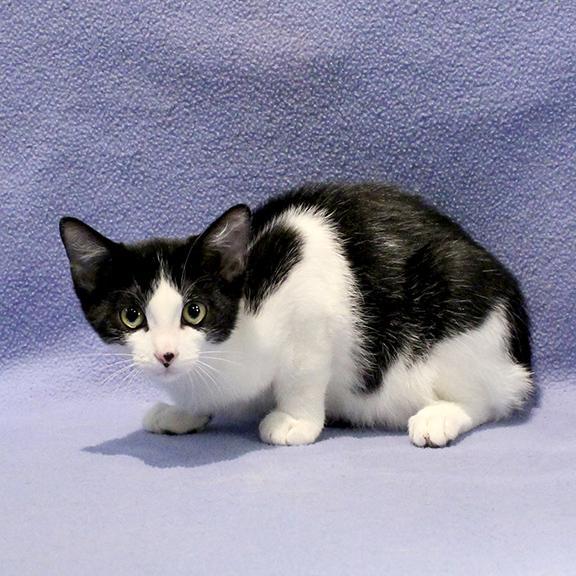 Enlarge Miller, a ADOPTABLE Domestic Short Hair in Overland Park, KS image 2/2