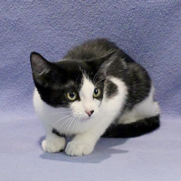 Enlarge Miller, a ADOPTABLE Domestic Short Hair in Overland Park, KS image 1/2