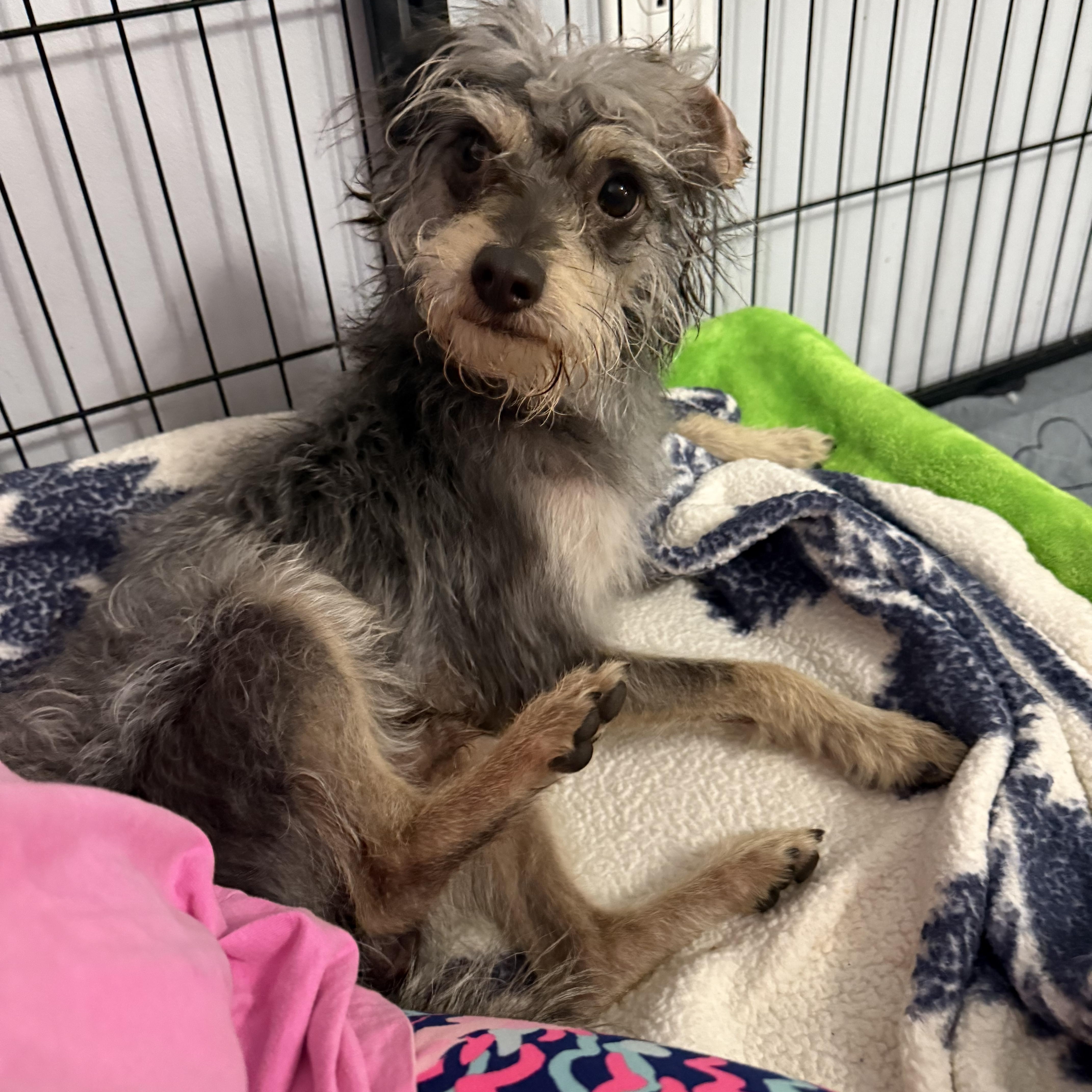 Enlarge Merlin, a ADOPTABLE mixed breed in Kings Mountain, NC image 5/6