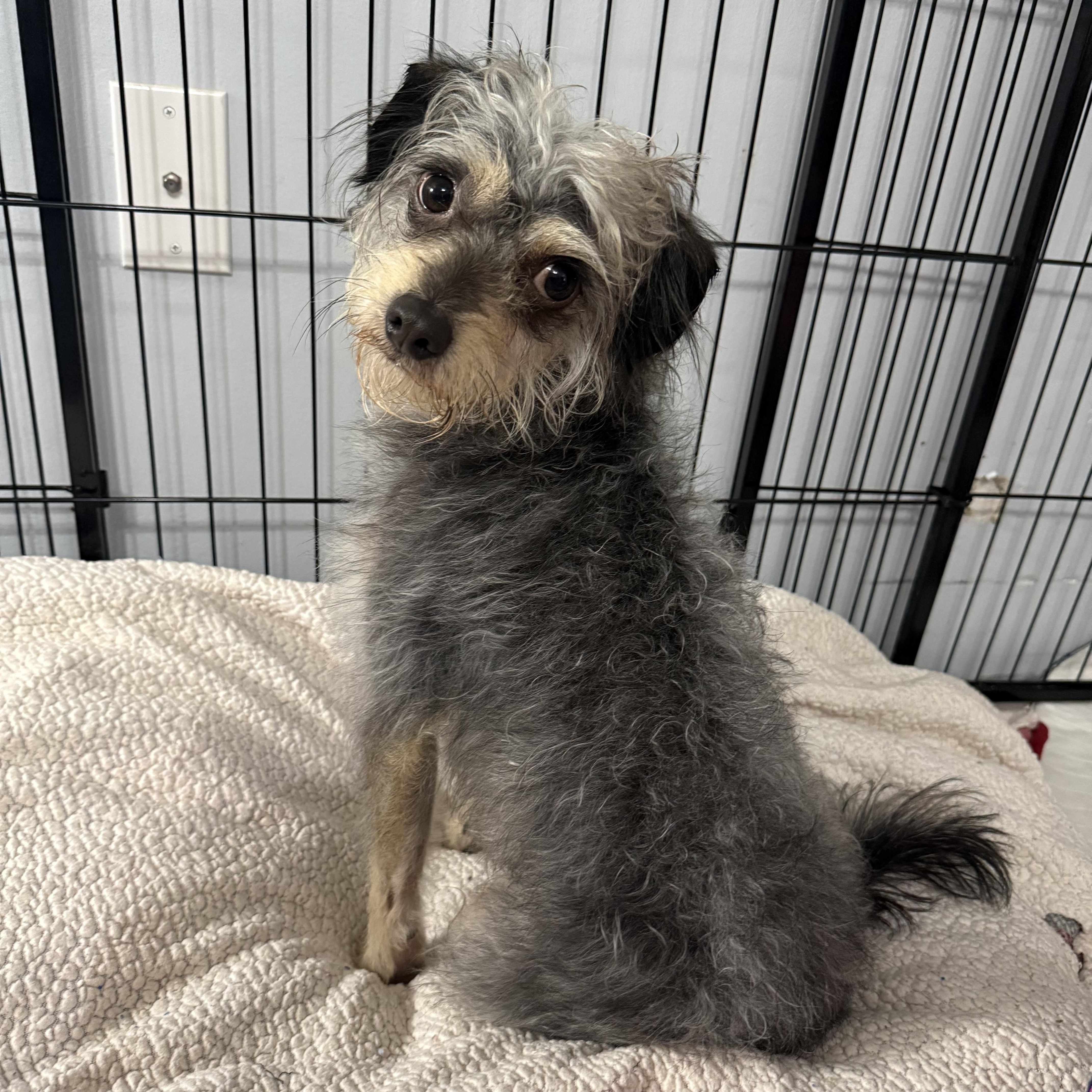 Enlarge Merlin, a ADOPTABLE mixed breed in Kings Mountain, NC image 2/6