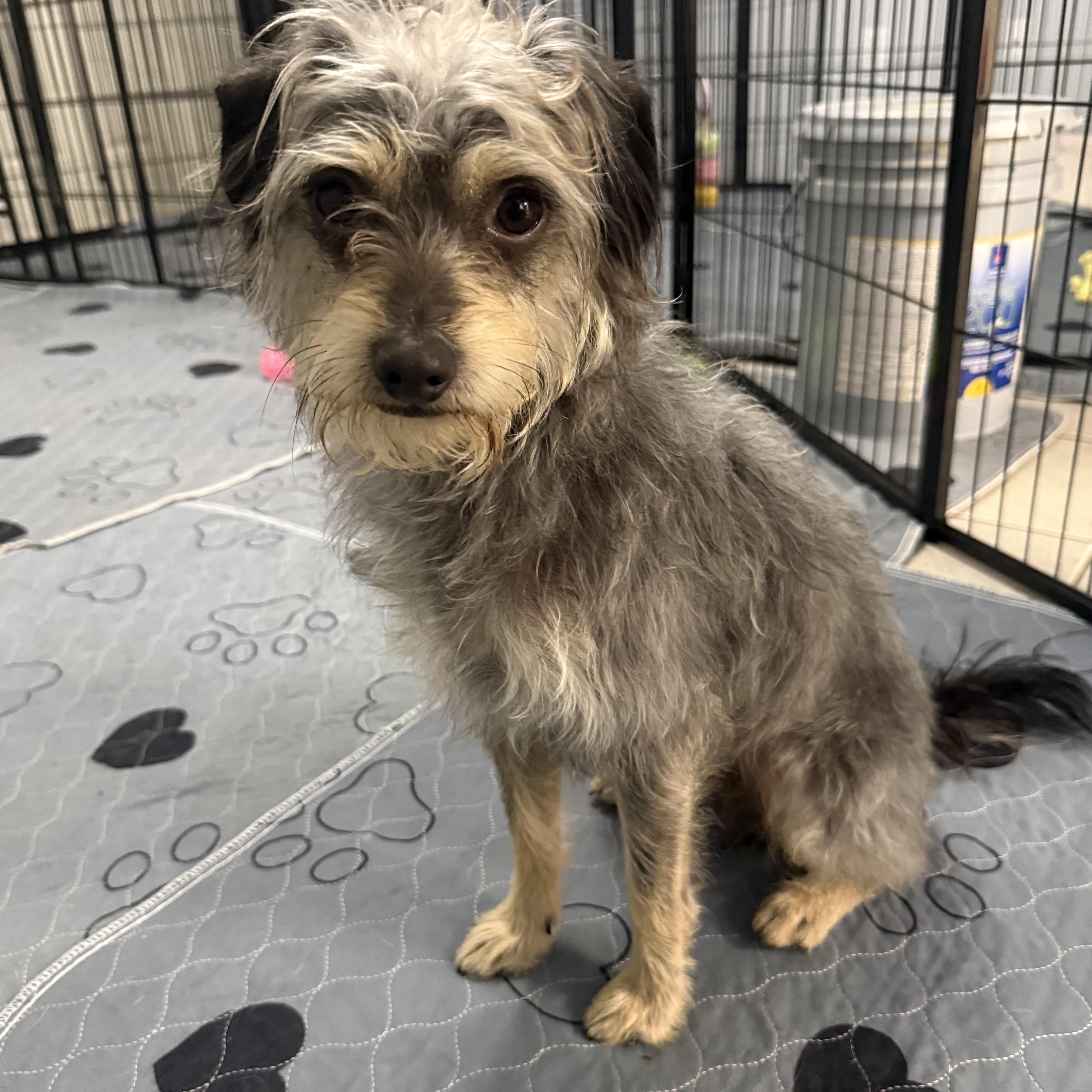 Enlarge Merlin, a ADOPTABLE mixed breed in Kings Mountain, NC image 3/6