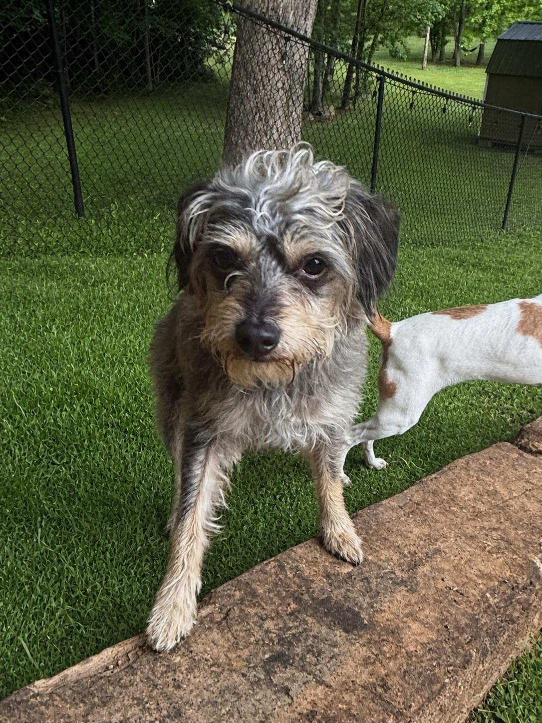 Merlin, ADOPTABLE, Young Male Schnauzer.