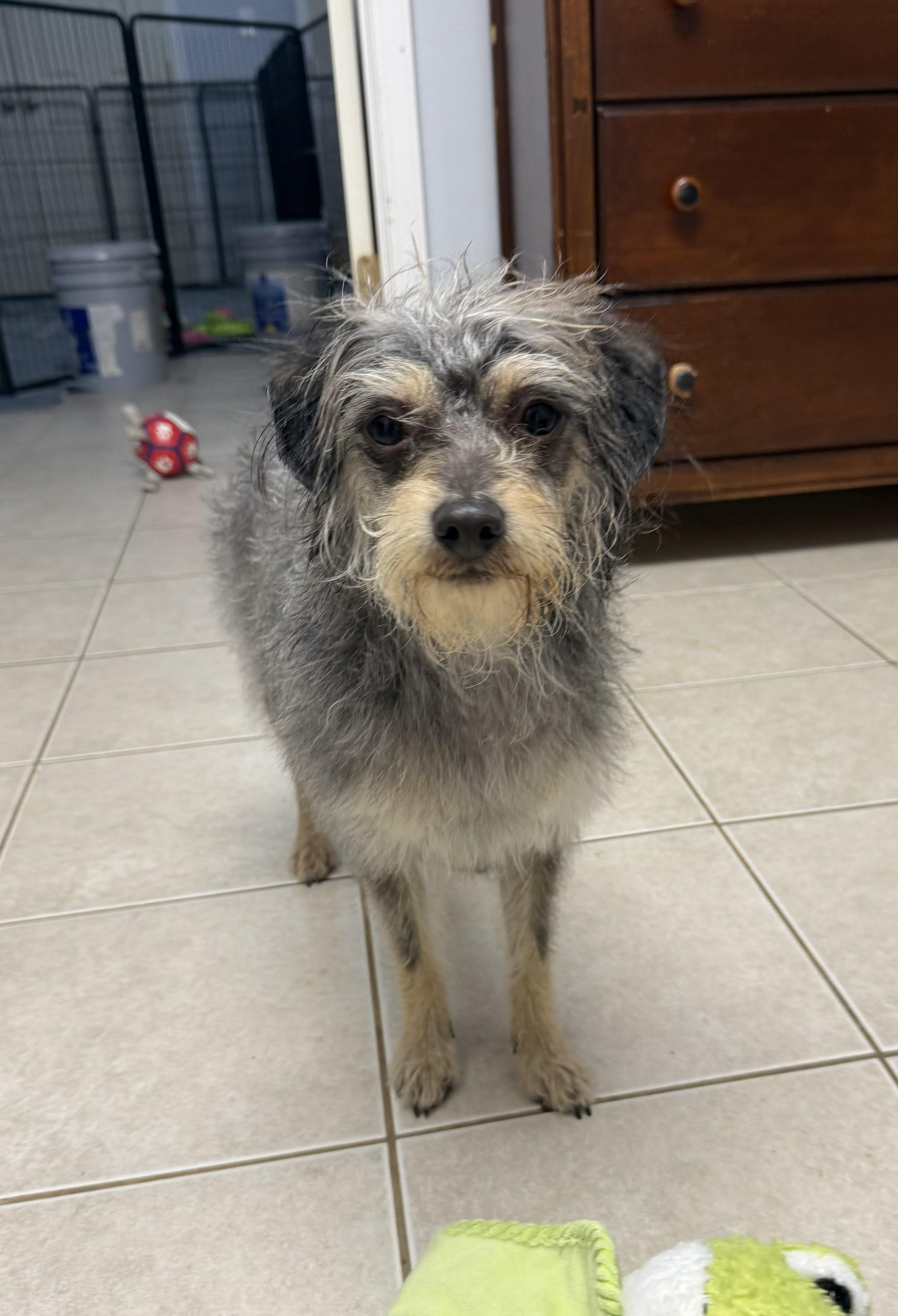Enlarge Merlin, a ADOPTABLE mixed breed in Kings Mountain, NC image 4/6