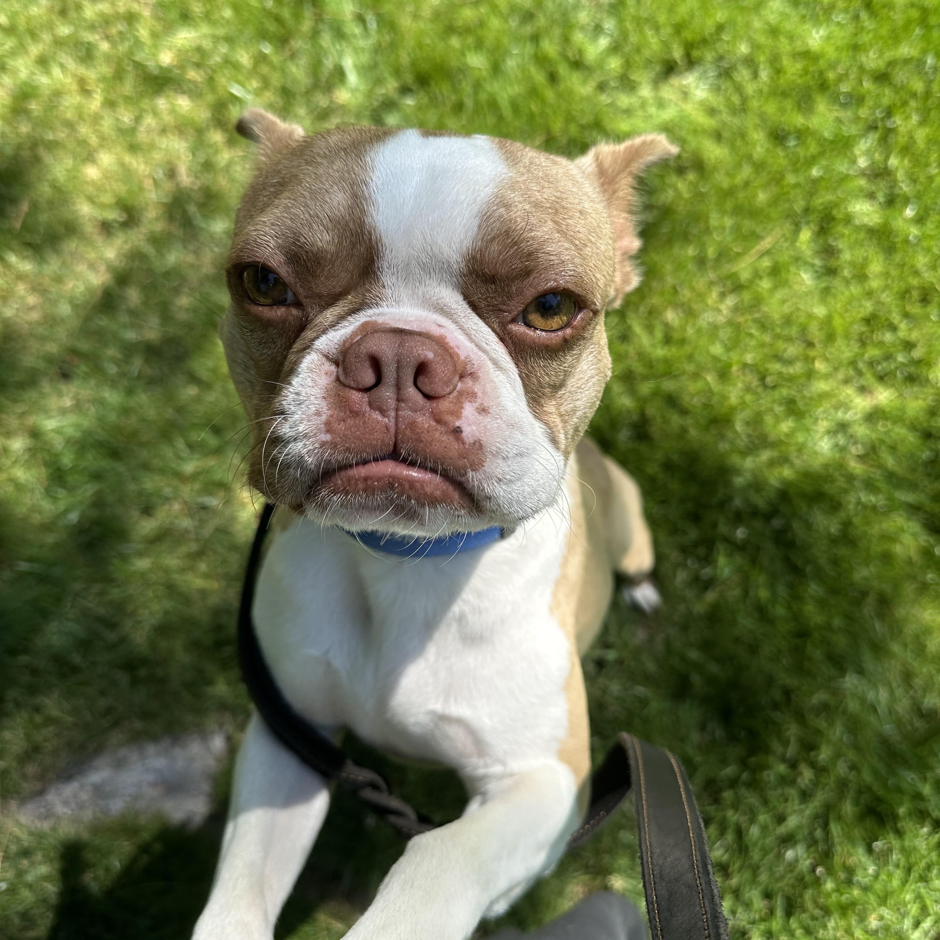 Rocco, an adopted Boston Terrier in Weston, MA image 4/6