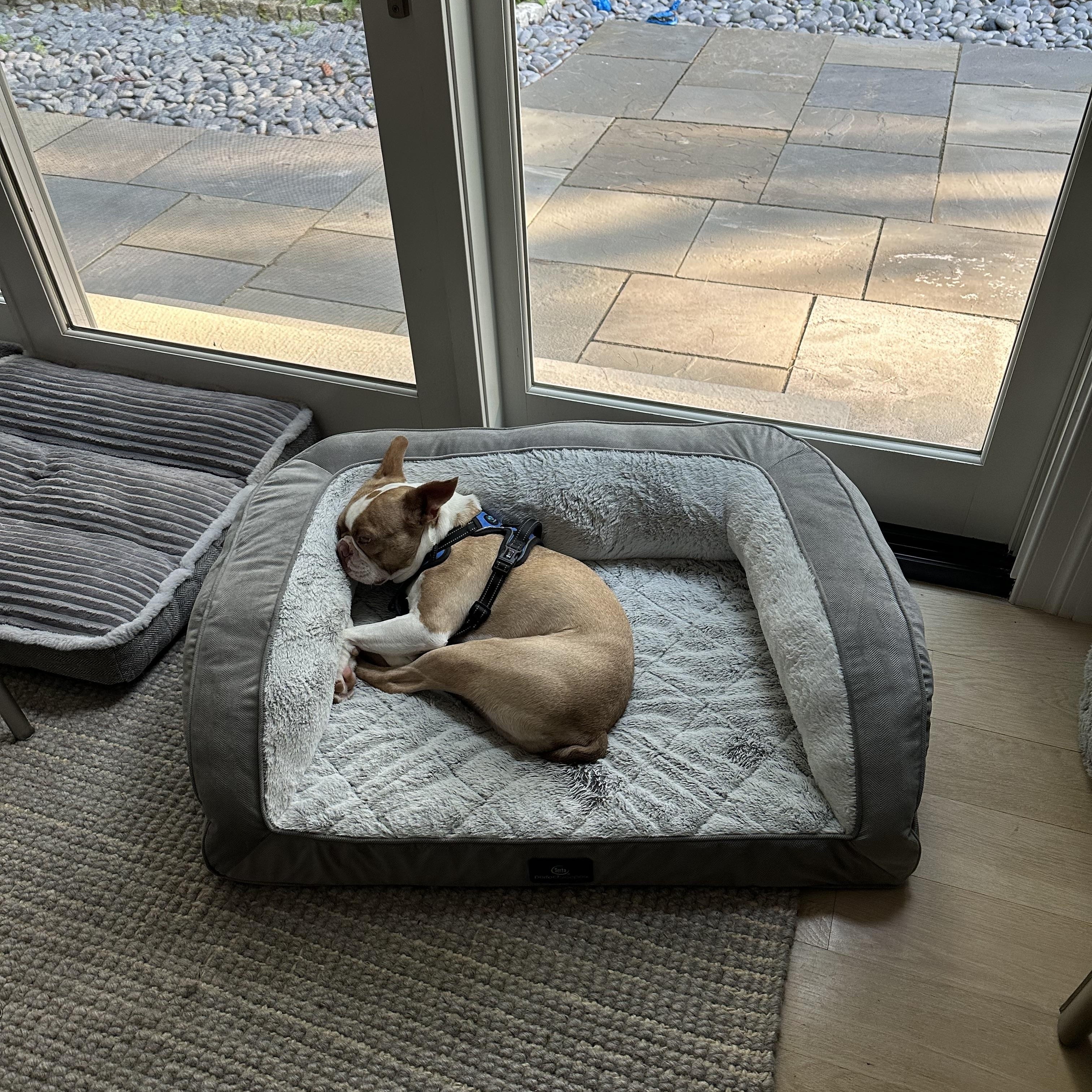 Rocco, an adopted Boston Terrier in Weston, MA image 6/6