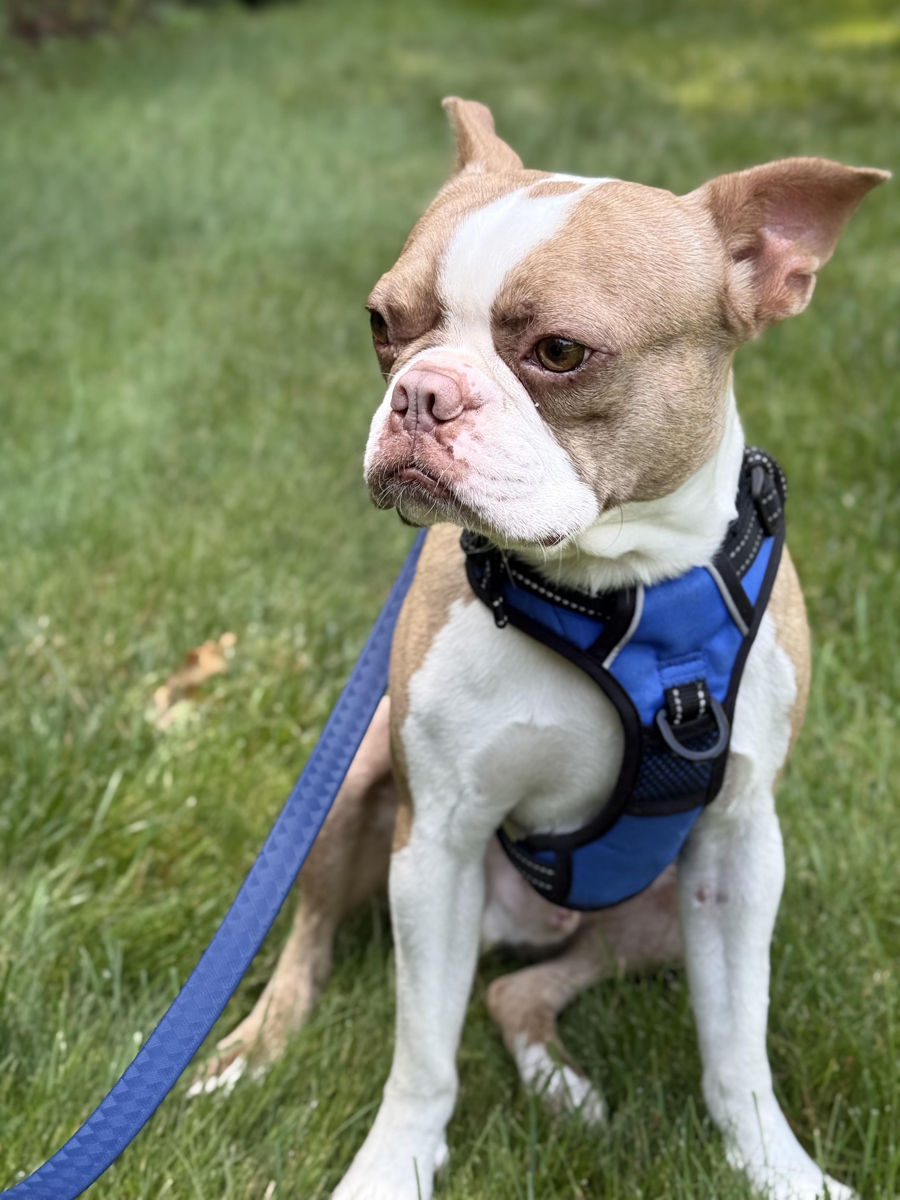 Rocco, an adopted Boston Terrier in Weston, MA image 2/6