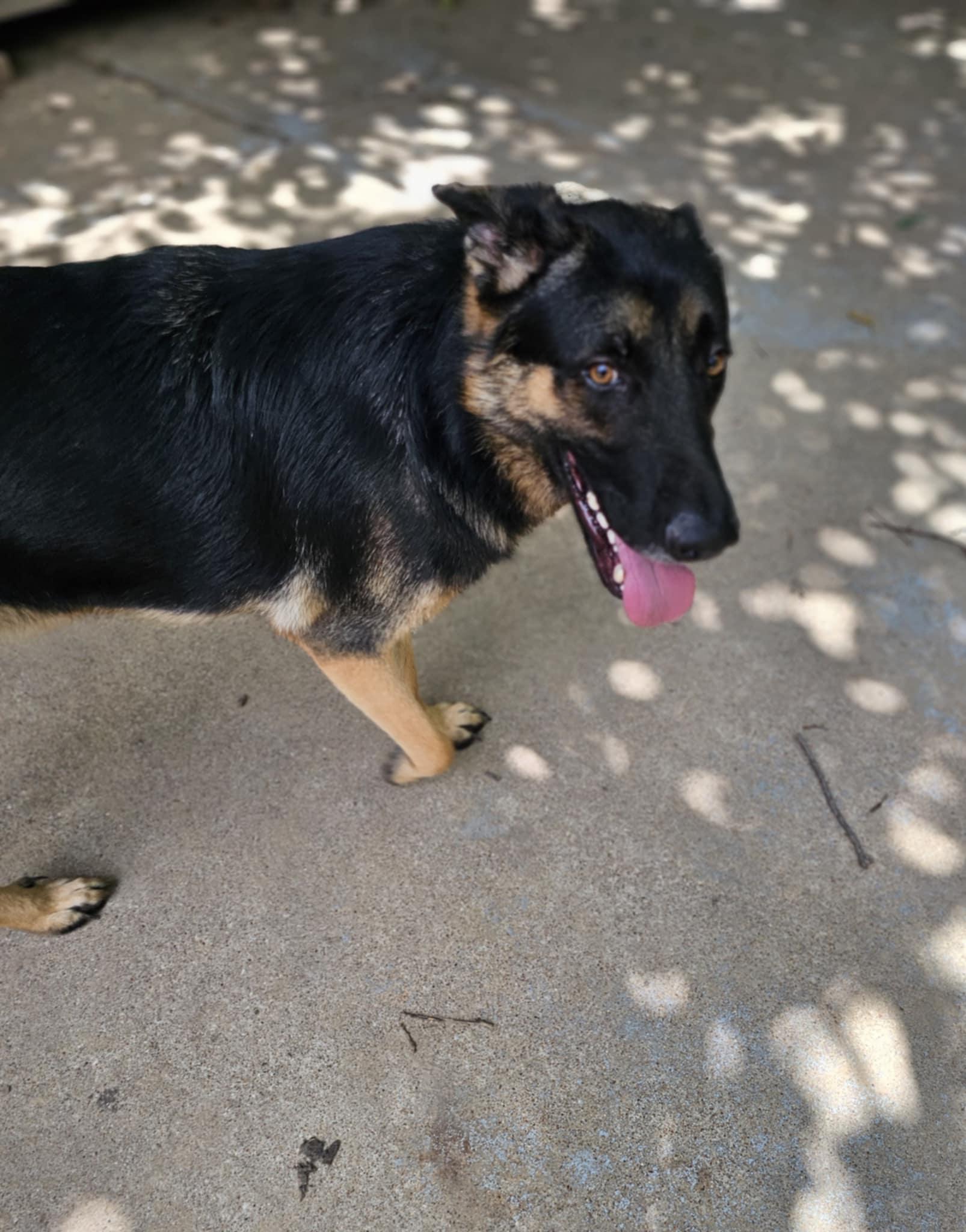 Meet Rocky An adorable 18 moths-old handsome boy looking for a forever family He weighs approx 85