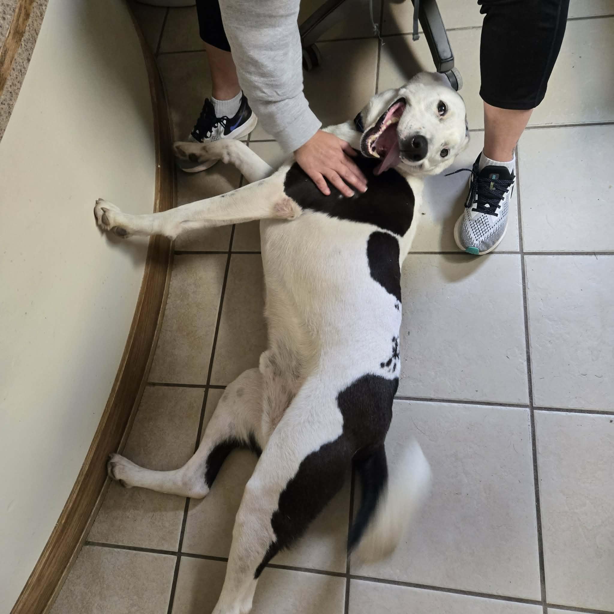 Enlarge Oreo, a Adoptable mixed breed in West Branch, MI image 3/3