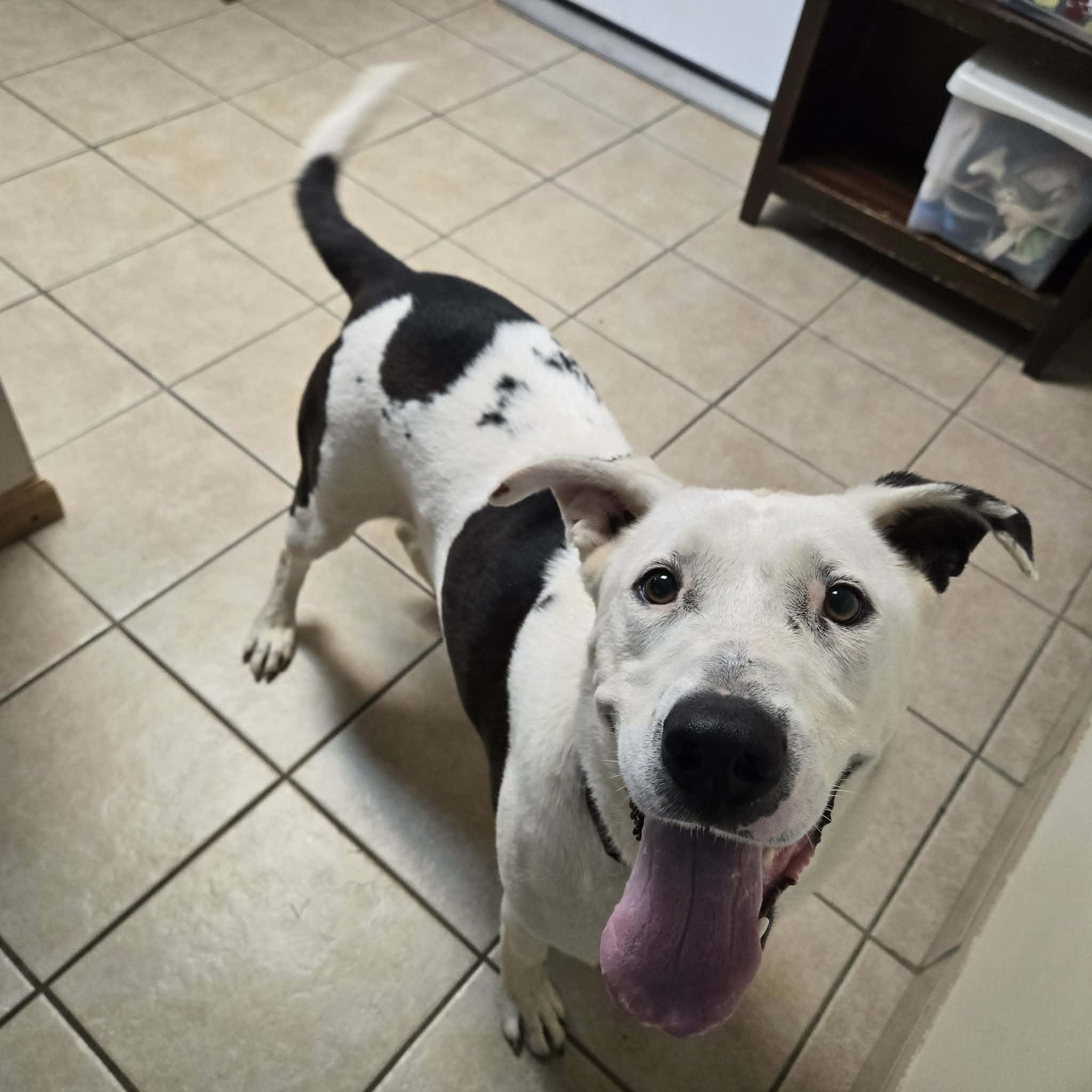 Enlarge Oreo, a Adoptable mixed breed in West Branch, MI image 2/3
