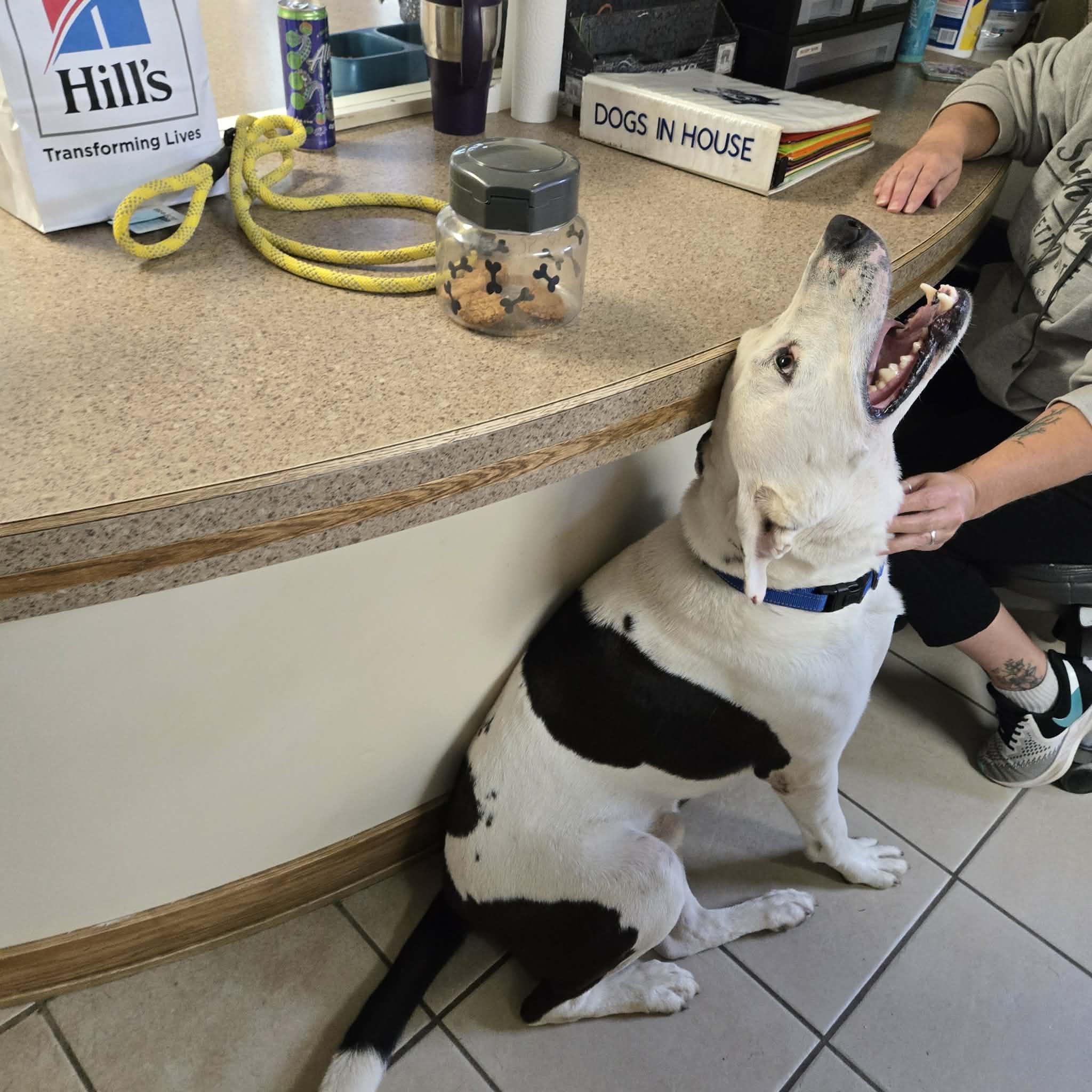 Oreo, Adoptable, Adult Male Mixed Breed.
