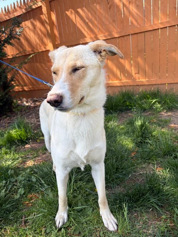 Enlarge Praise, a Adoptable mixed breed in Berkeley Heights, NJ image 1/6