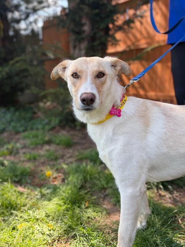 Enlarge Praise, a Adoptable mixed breed in Berkeley Heights, NJ image 2/6