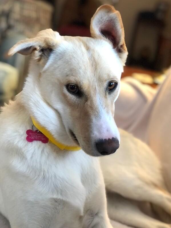 Enlarge Praise, a Adoptable mixed breed in Berkeley Heights, NJ image 3/6