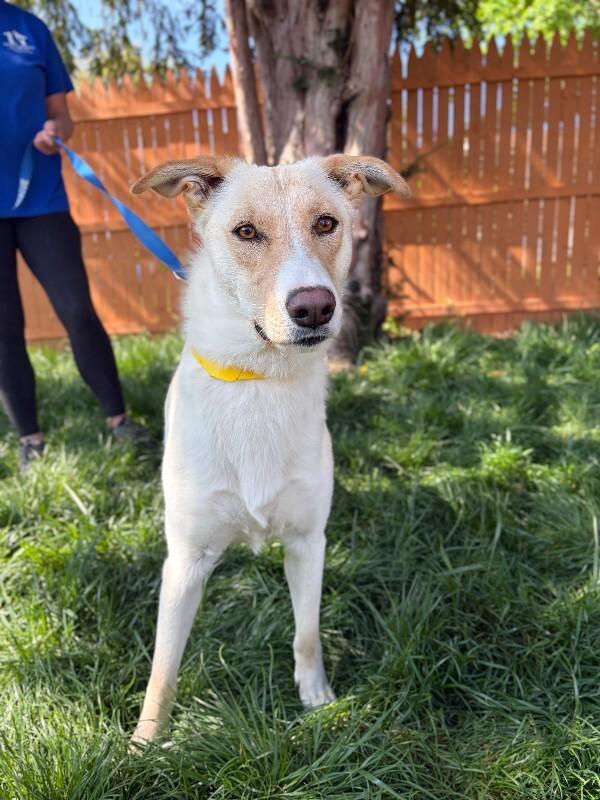 Enlarge Praise, a Adoptable mixed breed in Berkeley Heights, NJ image 4/6