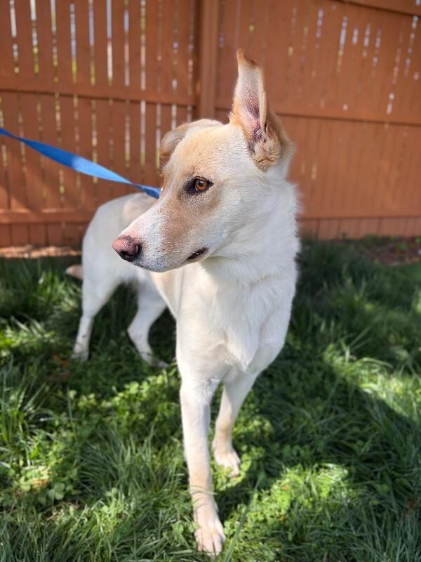 Enlarge Praise, a Adoptable mixed breed in Berkeley Heights, NJ image 5/6