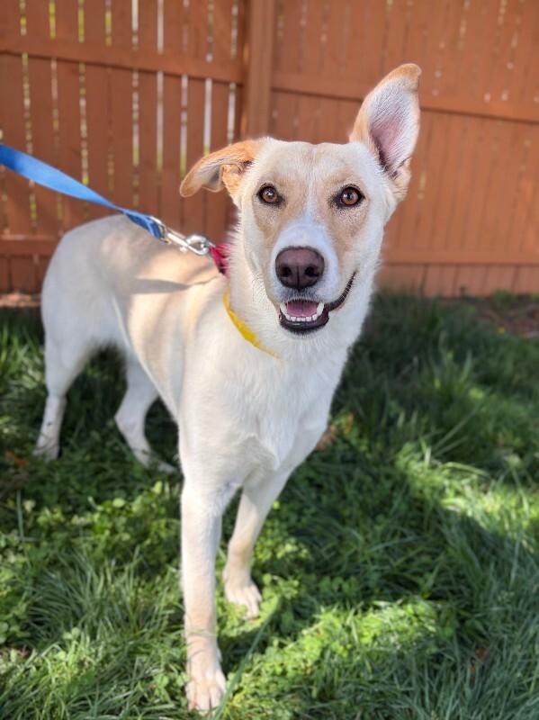 Enlarge Praise, a Adoptable mixed breed in Berkeley Heights, NJ image 6/6