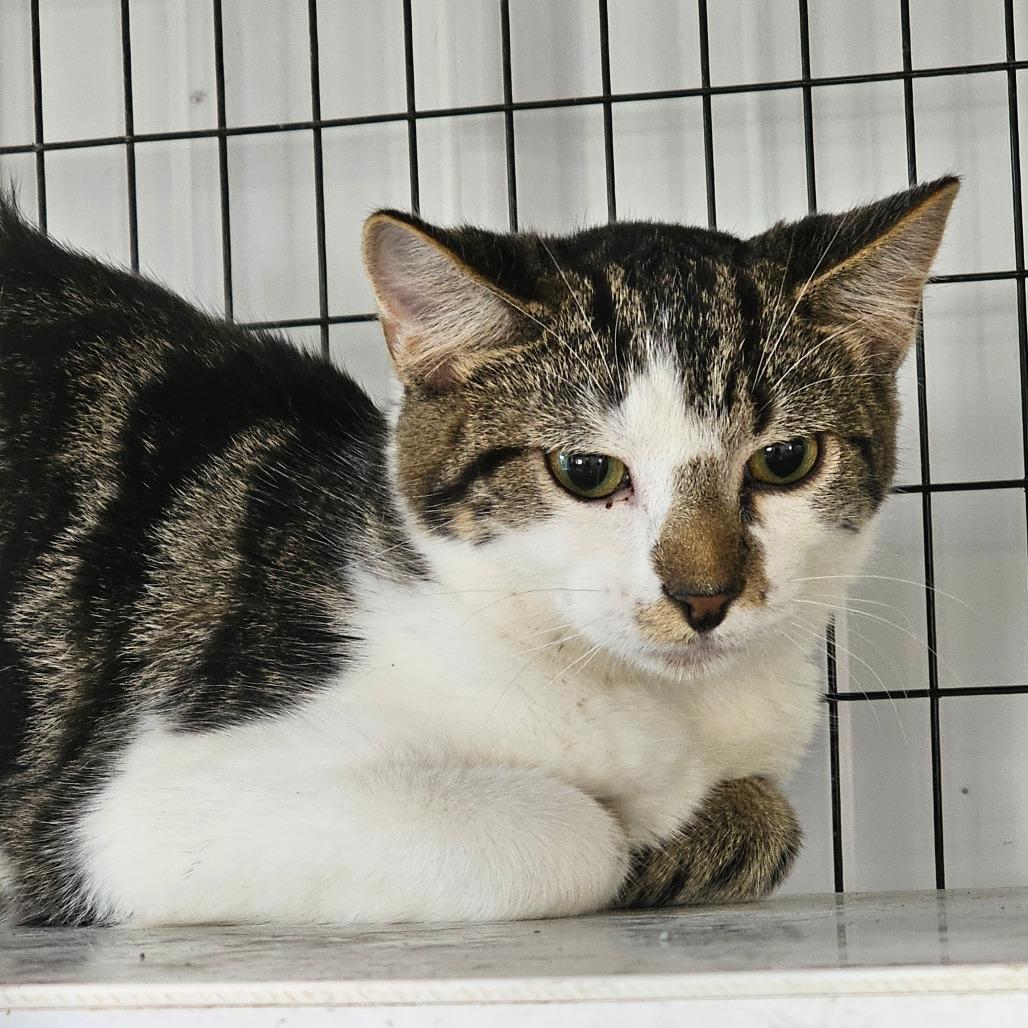 Enlarge Imp, a Adoptable Domestic Short Hair in Corydon, IN image 1/1