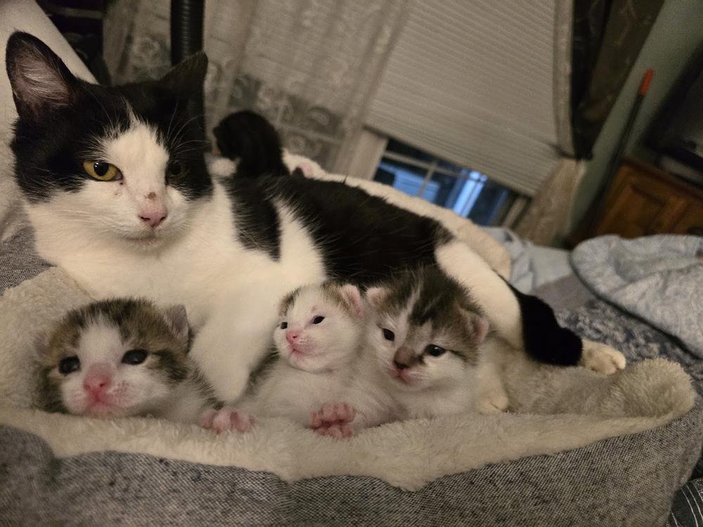 Enlarge Oreo, a Adoptable Domestic Short Hair in Bowie, MD image 2/5