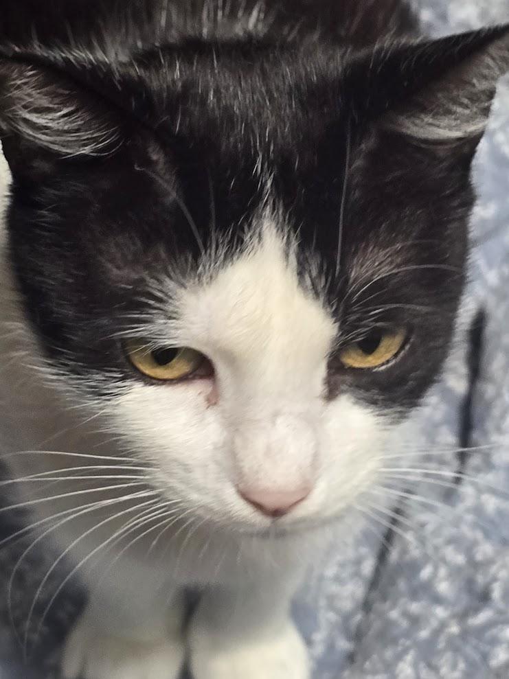Enlarge Oreo, a Adoptable Domestic Short Hair in Bowie, MD image 3/5