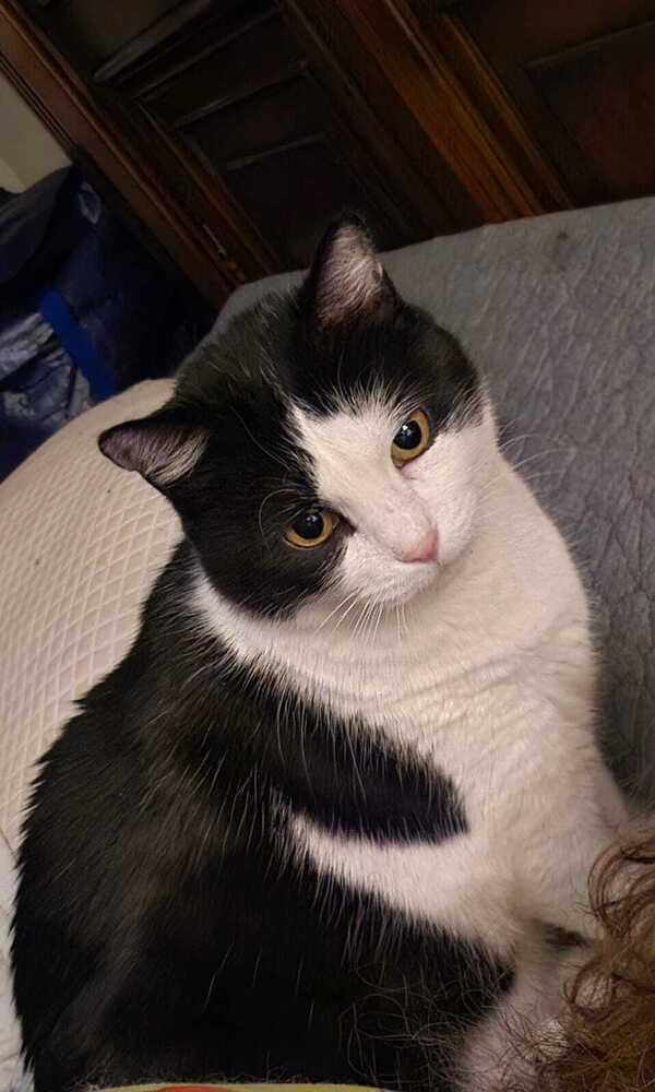 Enlarge Oreo, a Adoptable Domestic Short Hair in Bowie, MD image 4/5