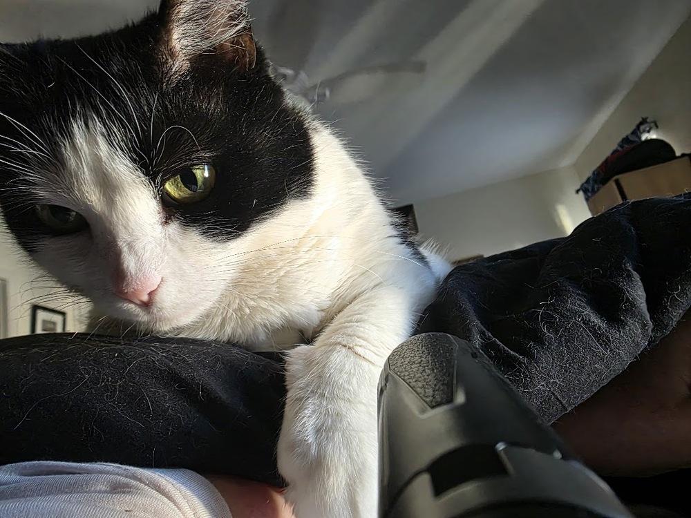 Enlarge Oreo, a Adoptable Domestic Short Hair in Bowie, MD image 5/5