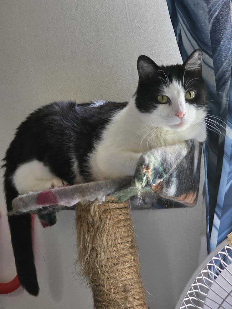 Oreo, Adoptable, Adult Female Domestic Short Hair.